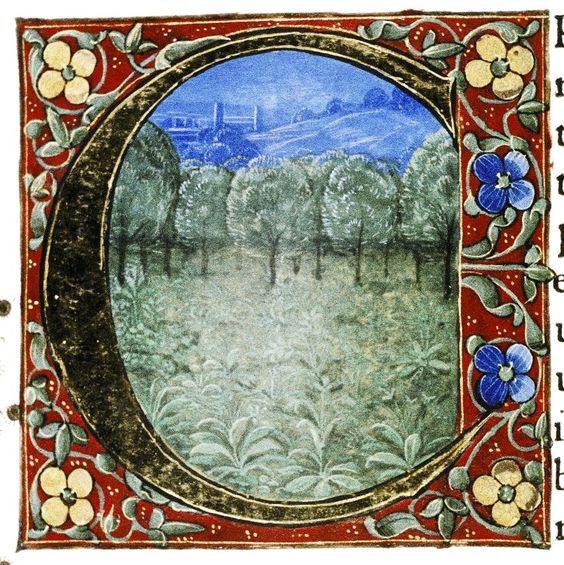 Image of trees from Douce Pliny
